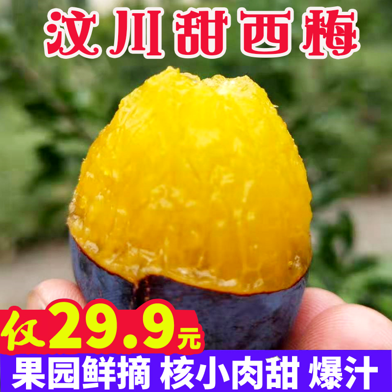 【京东包邮】汶川蓝蜜西梅新鲜水果当季孕妇现货食用大果现摘现发
