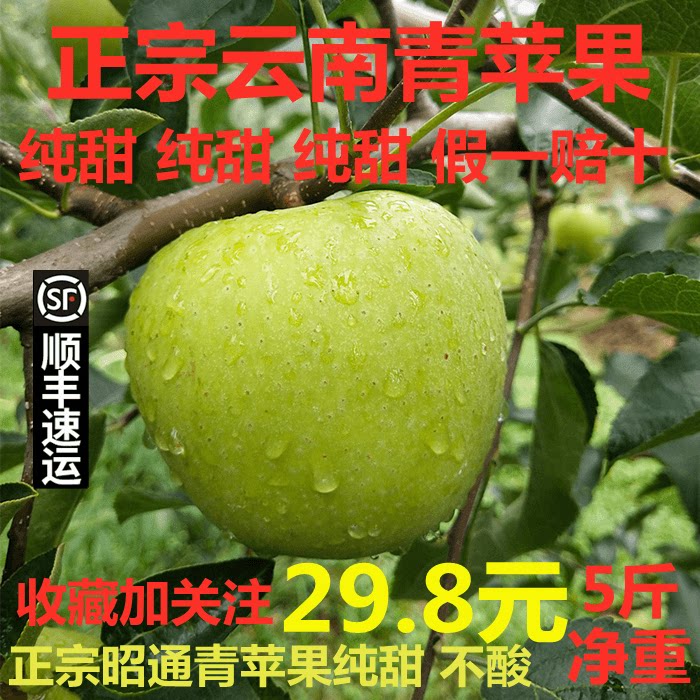 现摘云南昭通正宗小青香
