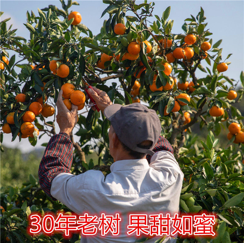 正宗老树涌泉蜜桔自家无核高山桔子10斤当季新鲜早熟橘子黄岩蜜橘