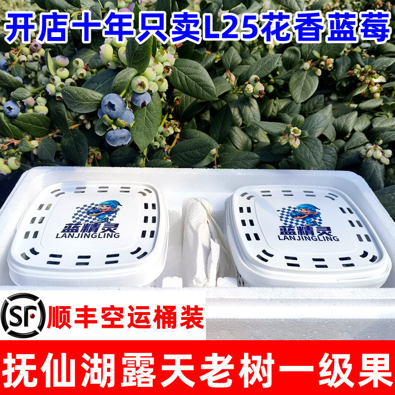 【顺丰空运】云南玉溪澄江抚仙湖露天L25花香蓝莓桶装新鲜摘水果