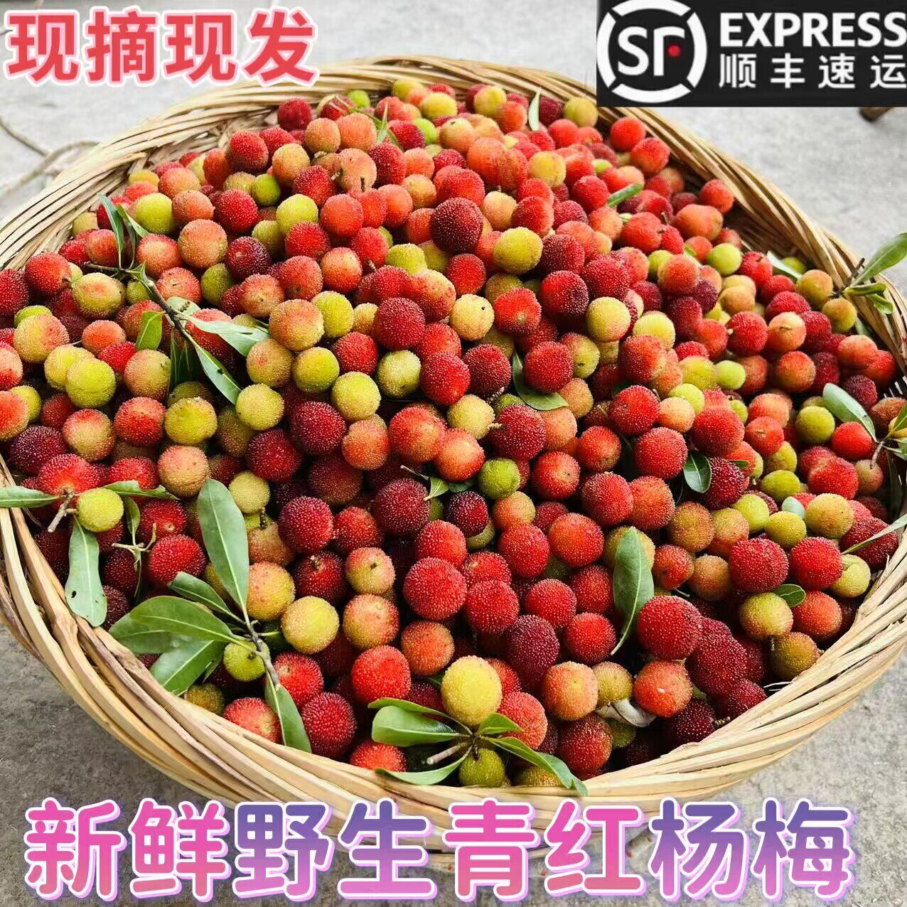贵州野生青红泡酒杨梅新鲜水果酸甜杨梅孕妇水果红酸杨梅现摘现发