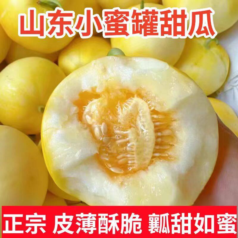 现货2026年山东蜜罐小蜜蜂冰糖脆甜瓜新鲜水果当季时令香瓜甜多汁
