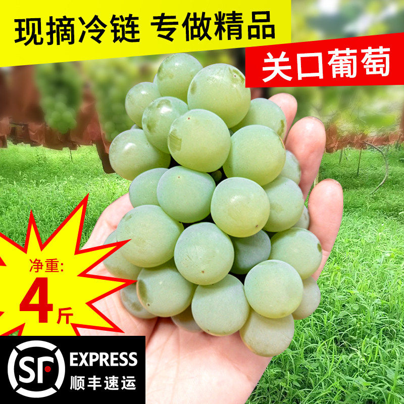 关口葡萄现摘绿青香水晶