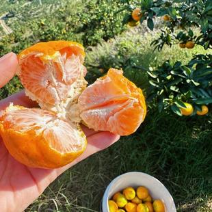 意园蜜桔台州临海蜜橘涌泉蜜桔新鲜水果包邮桔子10斤无渣