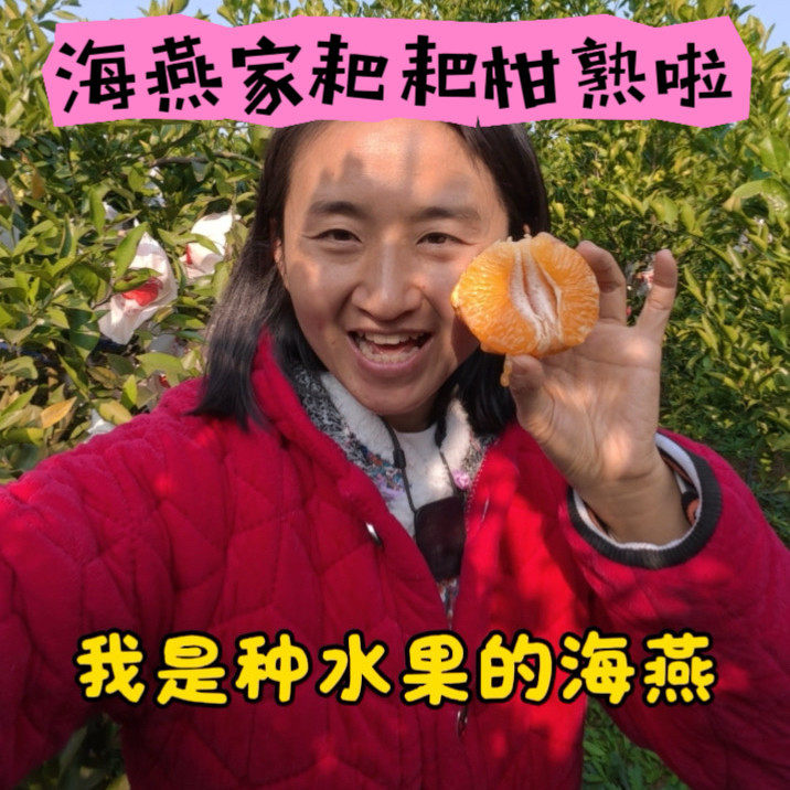 {京东顺丰包邮}四川眉山耙耙柑,皮薄肉厚汁水多,味道巴适得很