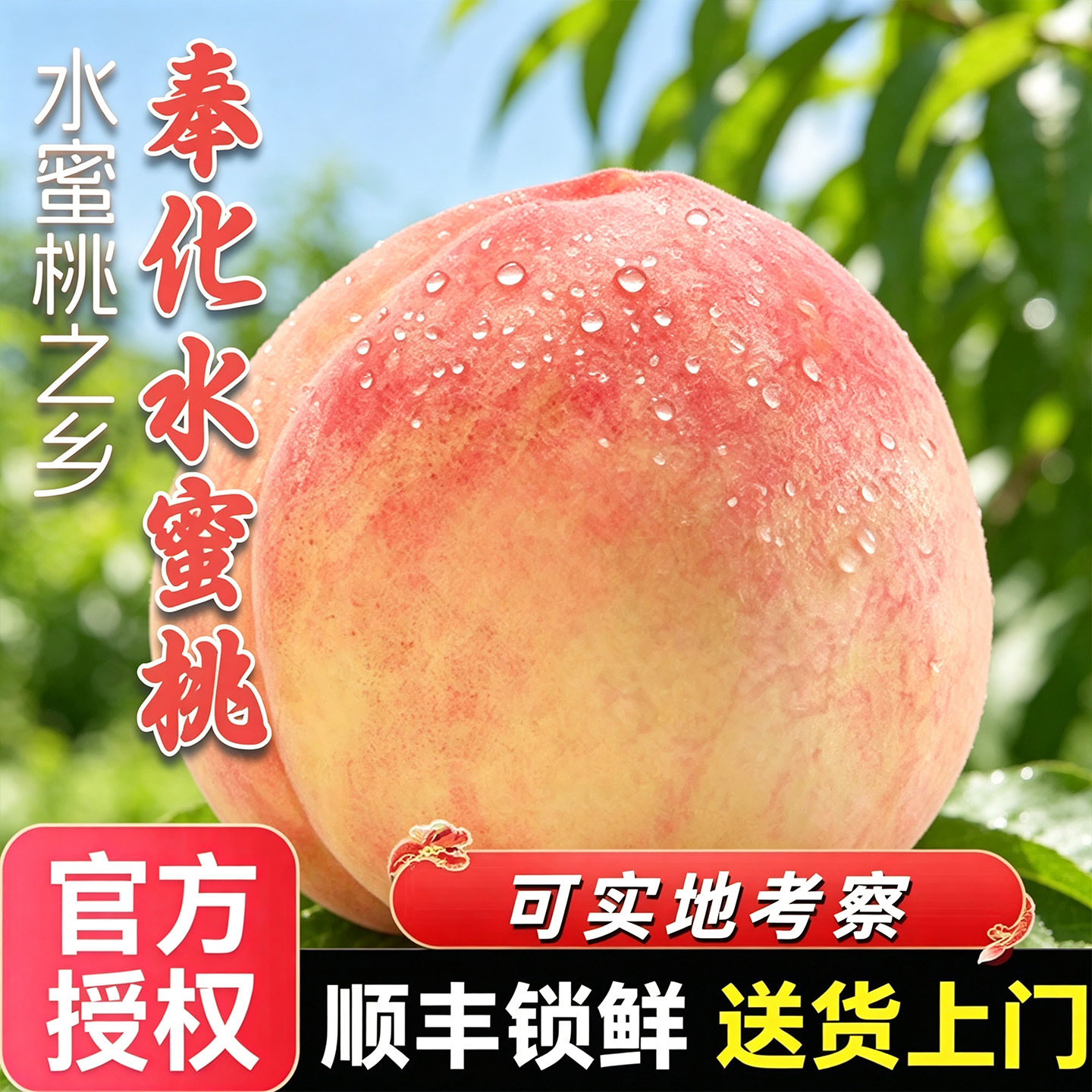正宗宁波奉化水蜜桃时令