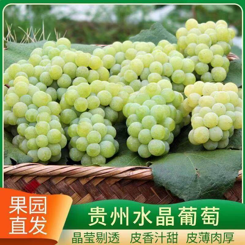 贵州特产水晶葡萄农家自