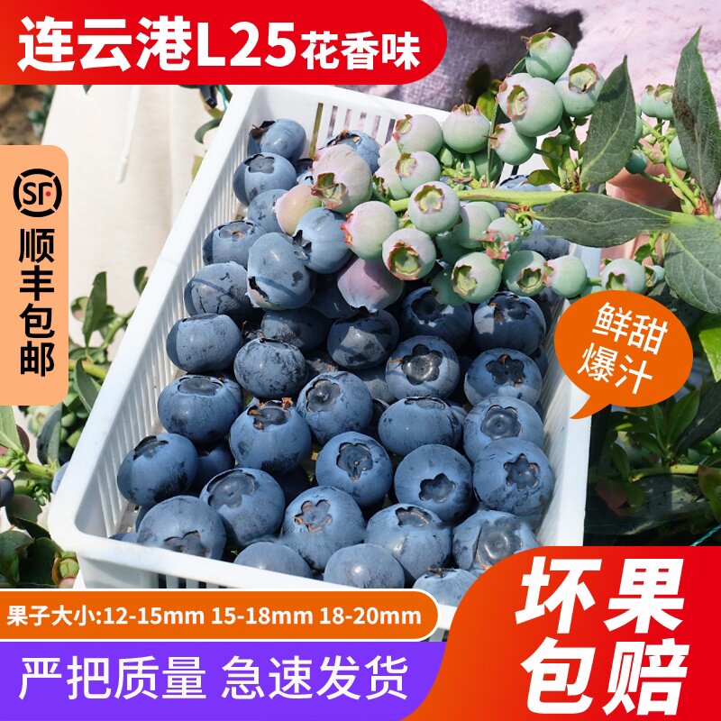 连云港L25花香蓝莓鲜果应季水果新鲜现摘现发孕妇宝宝果顺丰包邮