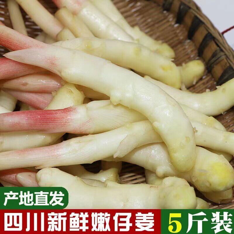 四川嫩姜新鲜仔姜生姜四川嫩姜仔姜芽新鲜嫩仔姜醋泡姜现挖