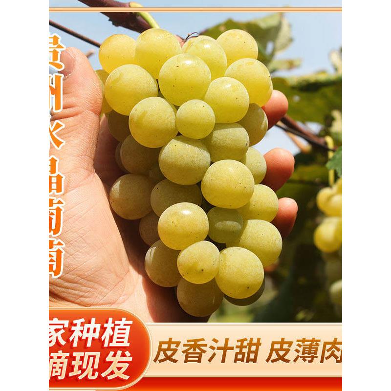 贵州特产水晶葡萄农家自