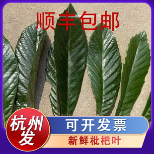 杭州塘栖新鲜枇杷叶500g琵琶叶子现摘现卖野生农家枇杷树塘西