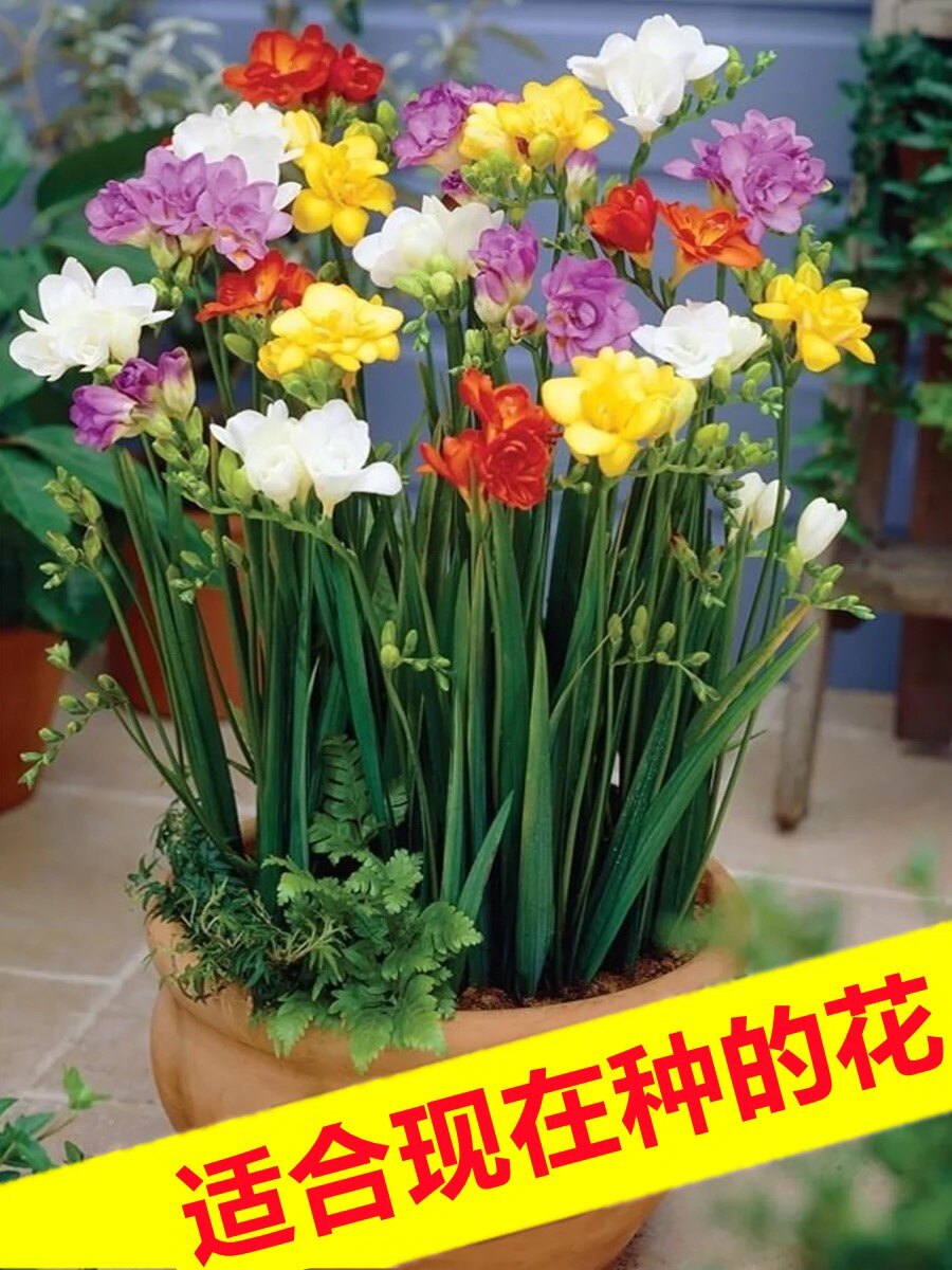 香雪兰种球四季开花小苍兰鲜花盆栽进口重瓣特大球带花苞种球混色