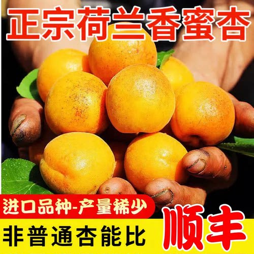 精品正宗荷兰香蜜杏2斤新鲜杏子应季新鲜水果现摘孕妇小红杏黄杏l