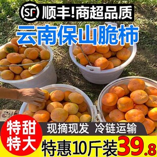 云南脆柿子冰糖心水果中大果日本次郎吉柿保山甜柿新鲜硬柿无核