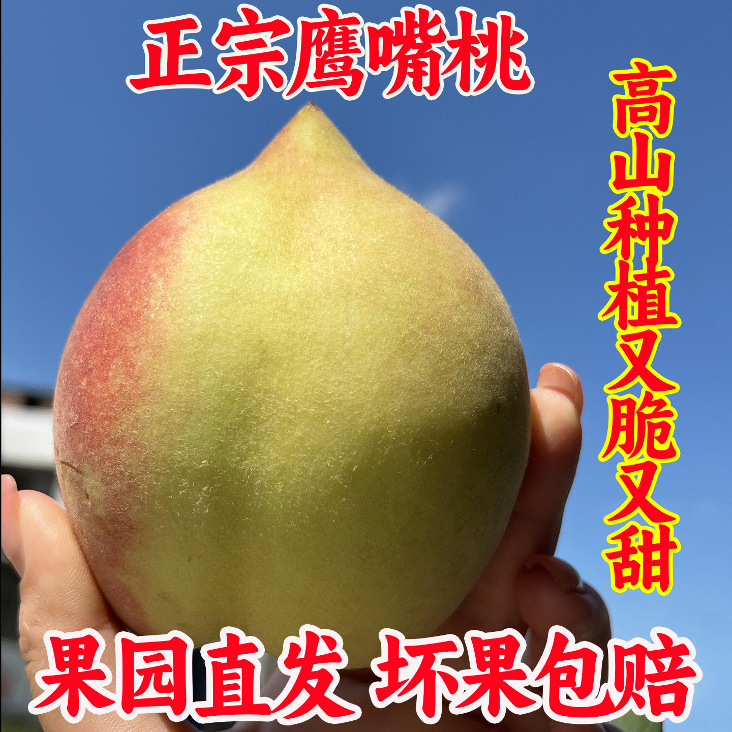 正宗高山鹰嘴桃新鲜当季