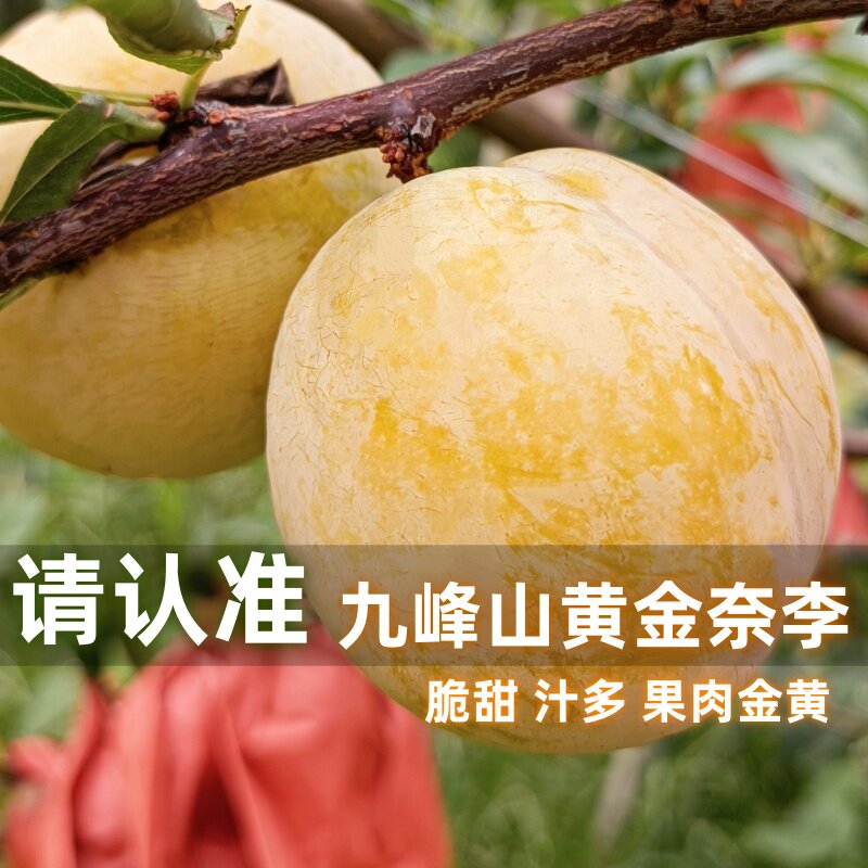 乐昌九峰山黄金奈李冰糖