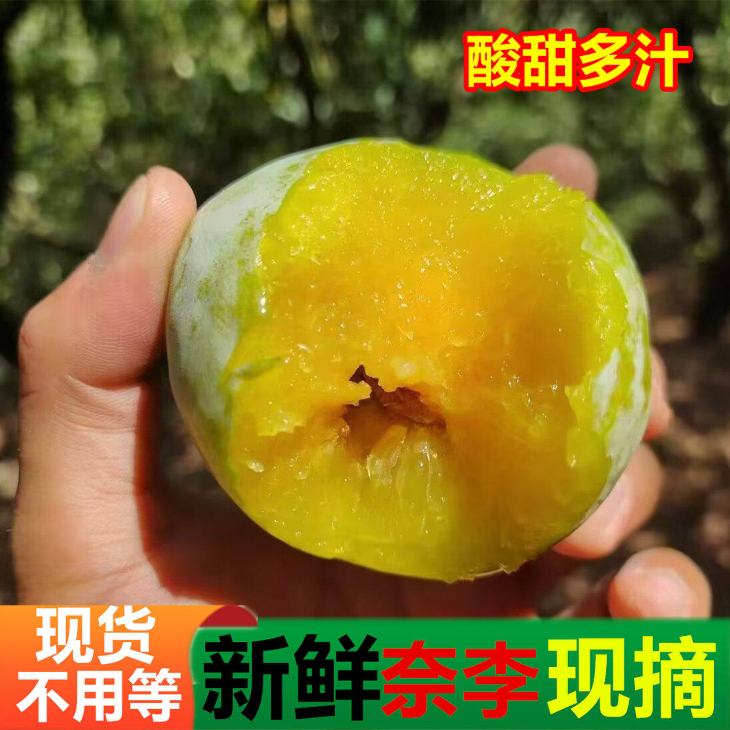 正宗福建新鲜油奈李子应