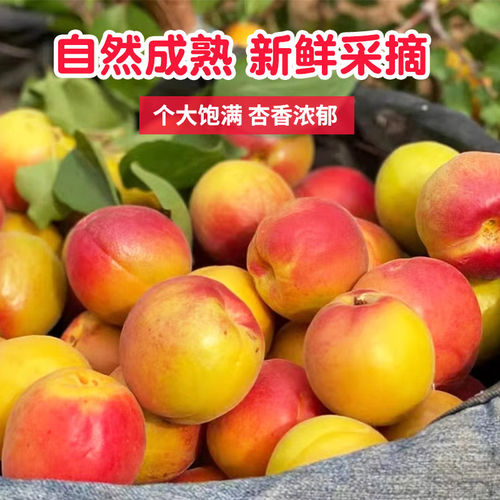 2026陕西贵妃红杏头茬胭脂杏新鲜黄杏当季水果酸甜脆软孕妇水果