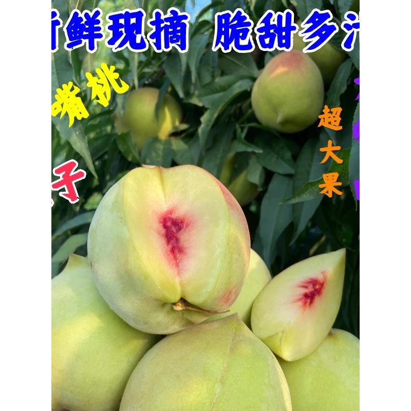正宗广东特产新鲜现摘现