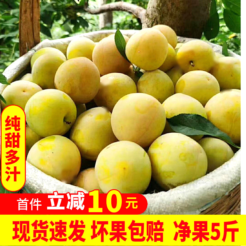 现货四川李子桃花李玉皇