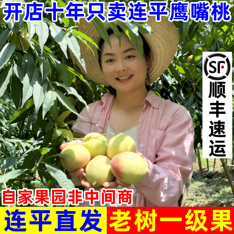 正宗广东河源连平上坪鹰