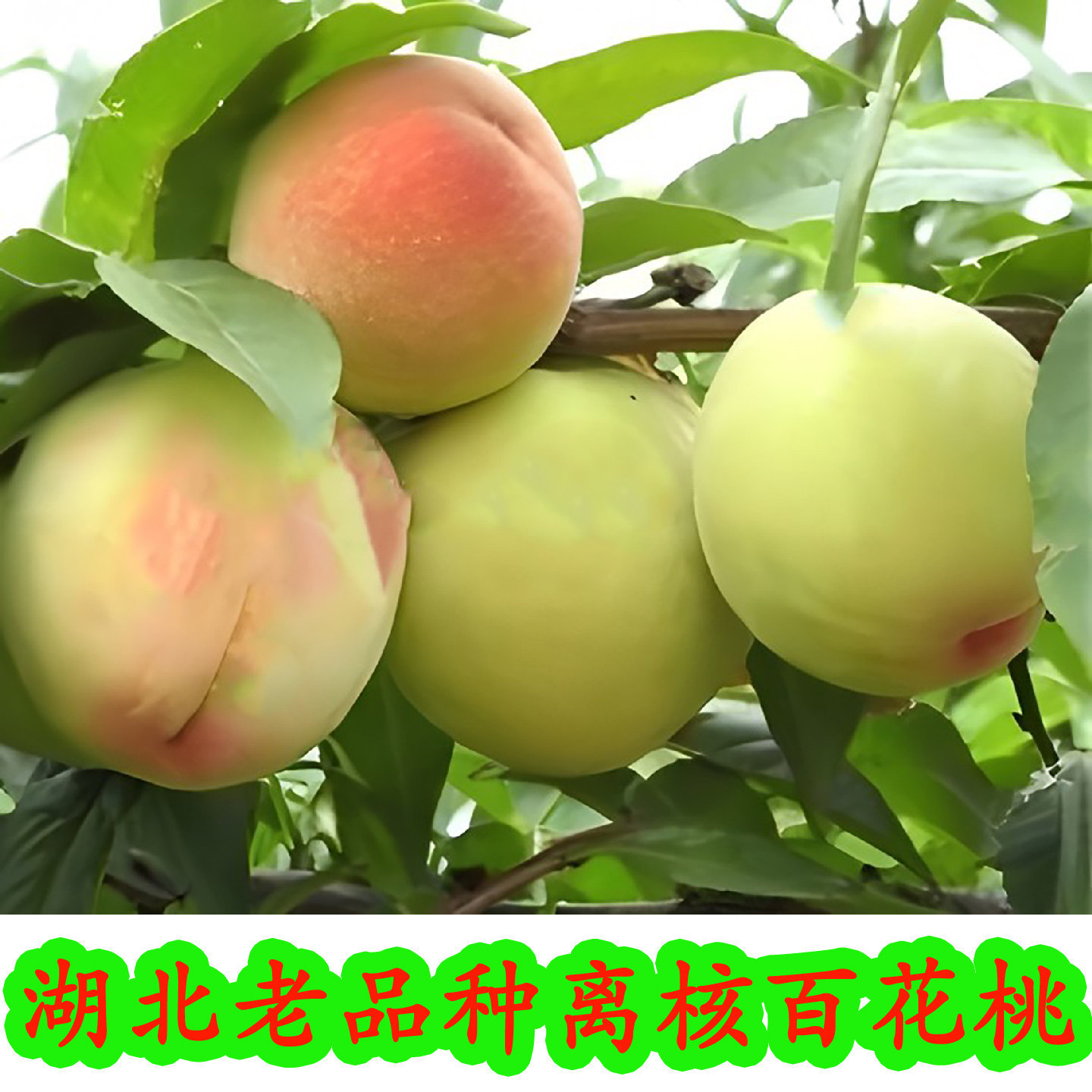百花桃桃子六月脆桃新鲜水果毛桃湖北红心硬脆桃正宗老品种白花桃