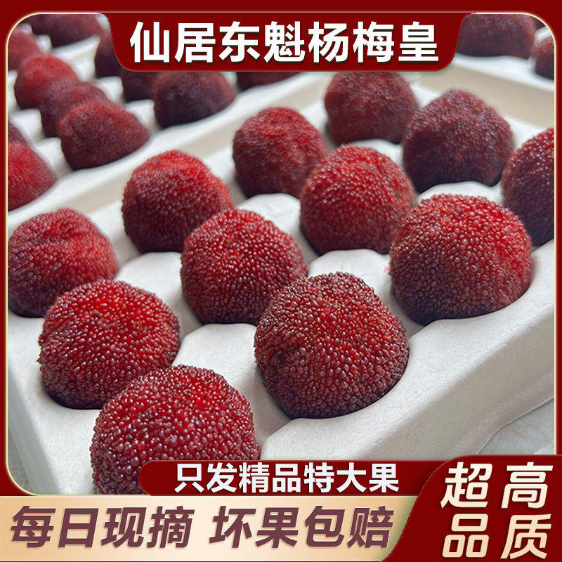 【乒乓球大果】正宗仙居东魁杨梅新鲜鲜果孕妇水果现摘96颗礼盒装