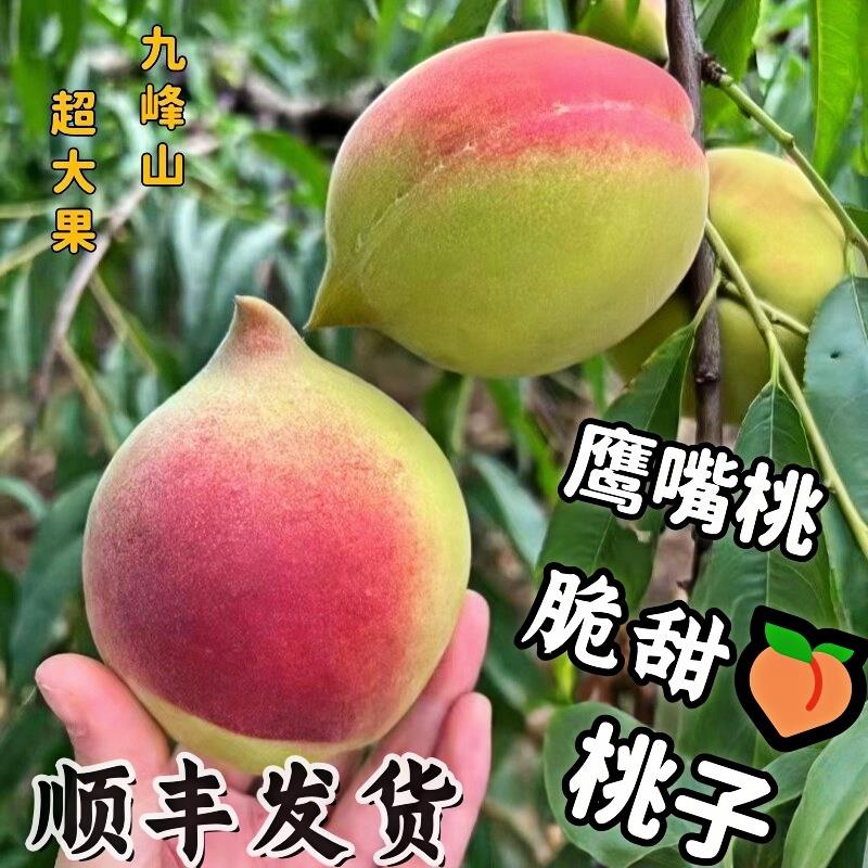 正宗九峰山鹰嘴桃特大桃