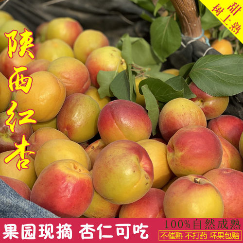 陕西红杏大黄杏礼泉山底御杏胭脂贵妃红杏当季时令新鲜现摘酸甜