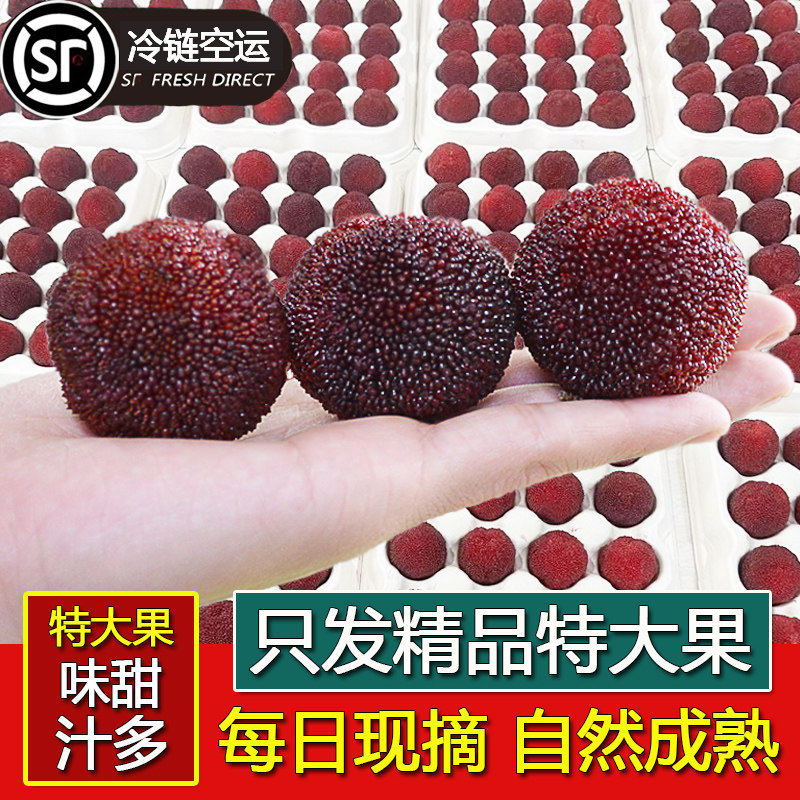 [特级大果]杨梅新鲜仙居杨梅正宗浙江大东魁杨梅孕妇水果现摘整箱