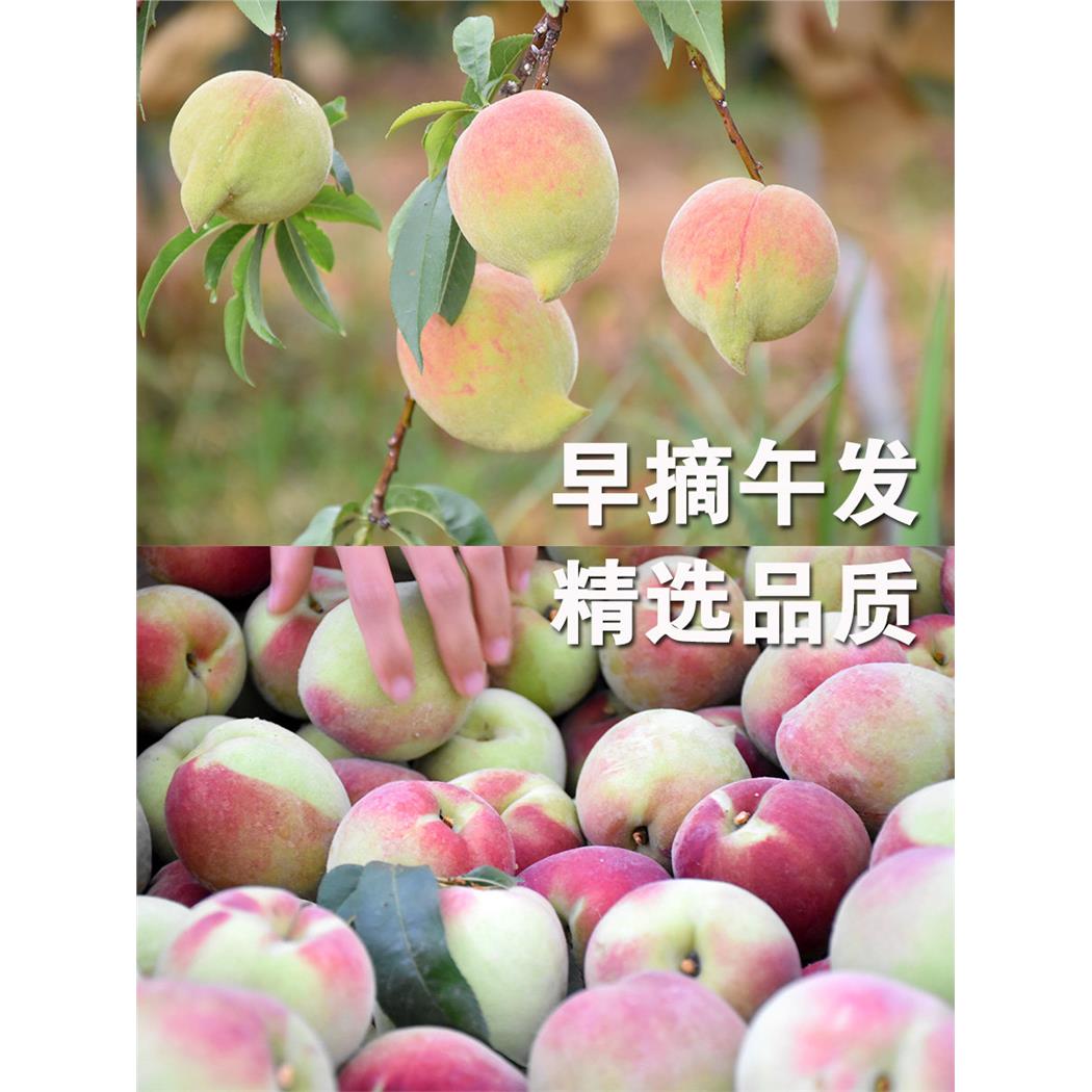云南蒙自鹰嘴桃大果农家