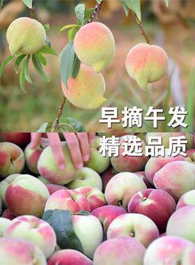 云南蒙自鹰嘴桃大果农家