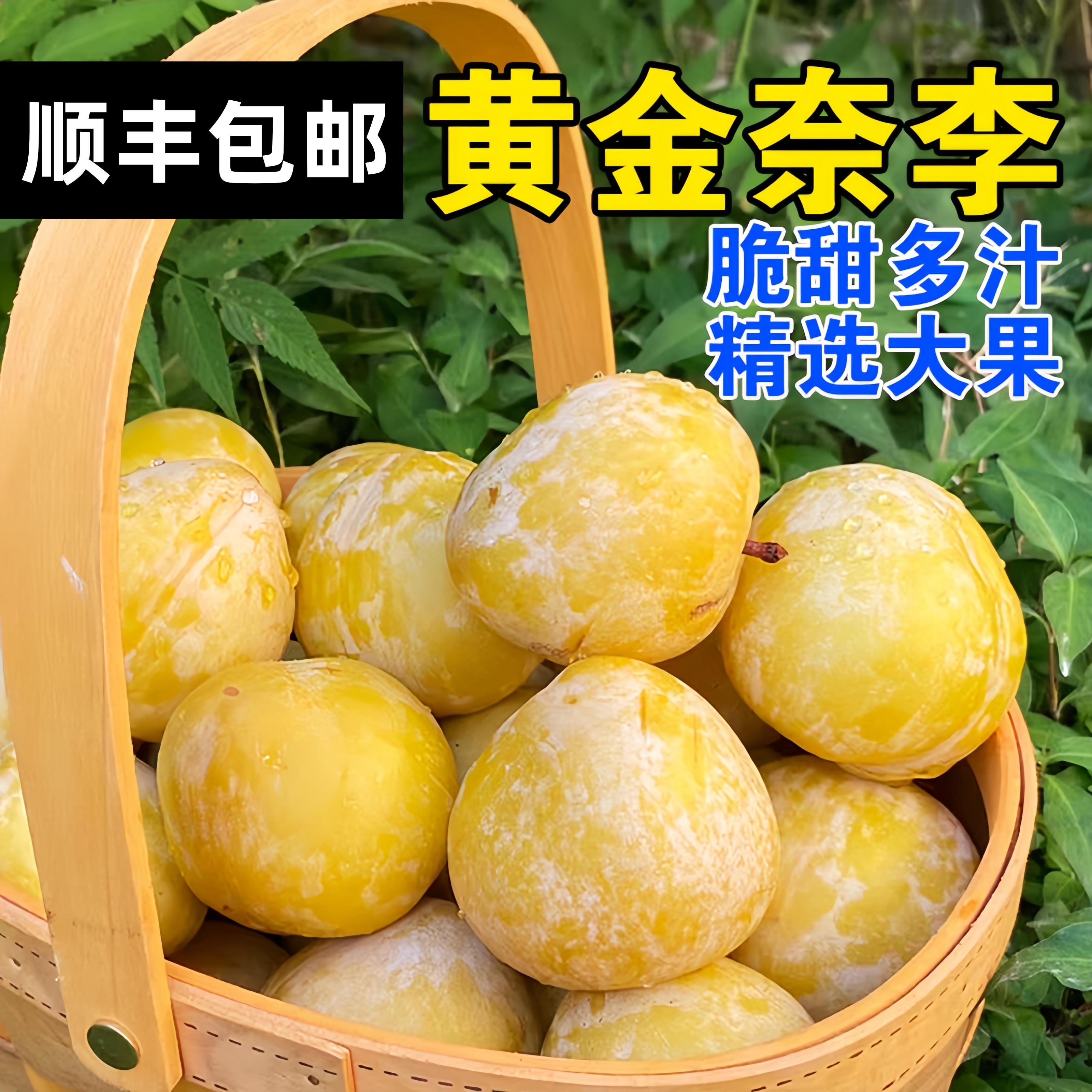 正宗湖南黄金奈李新鲜现