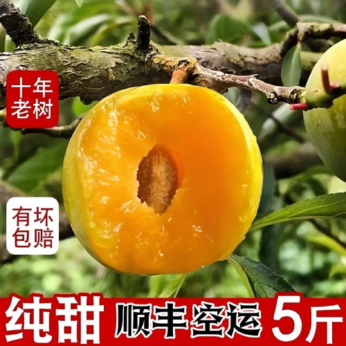正宗贵州蜂糖李新鲜水果脆甜李子5斤贵州镇宁六马蜂糖李蜂蜜李