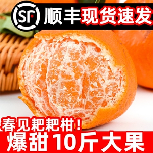 春见粑粑柑四川新鲜应季现摘现发