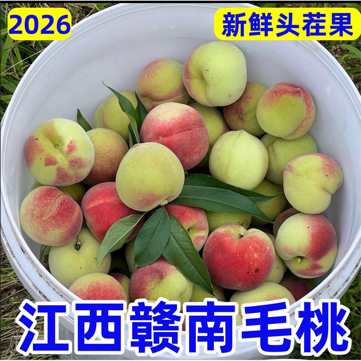 江西赣南脆甜桃正宗新鲜