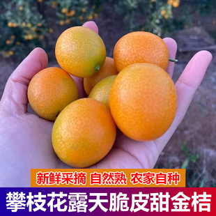 攀枝花露天小金桔新鲜纯甜10斤现摘滑皮金橘孕妇桔子黄皮整箱水果