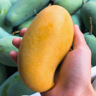 攀研2号芒果攀枝花特色新鲜当季水果攀育二号大椰香青芒现摘现发