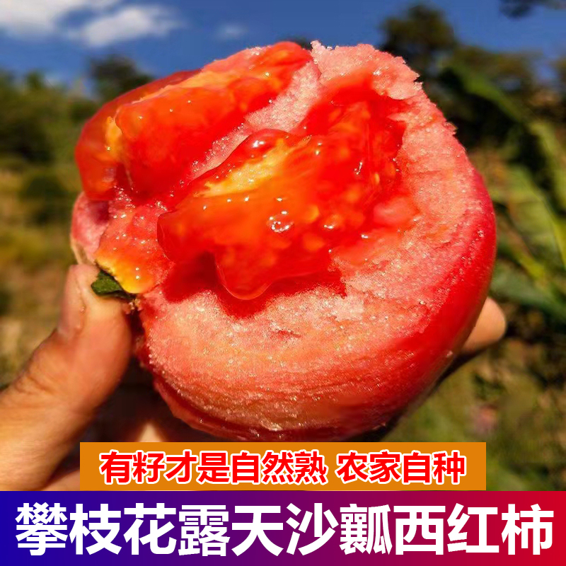 攀枝花沙瓤西红柿新鲜老品种孕妇