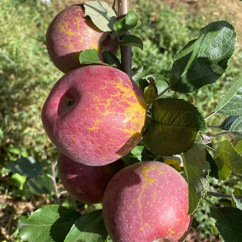 四川大凉山盐源丑苹果冰糖心10斤新鲜野生孕妇水果当季整箱红富士,水产肉类/新鲜蔬果/熟食,苹果,淘宝优惠券,粉丝福利购,淘宝优惠卷