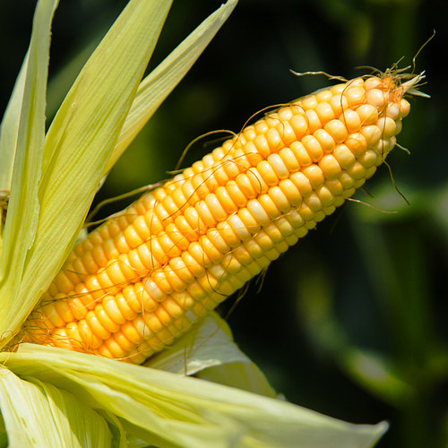 攀枝花爆浆水果玉米新鲜现摘带皮