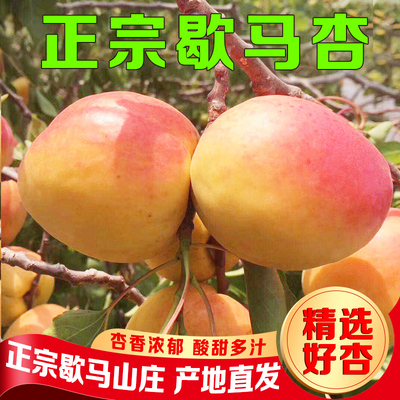 大连庄河正宗歇马杏新鲜水果