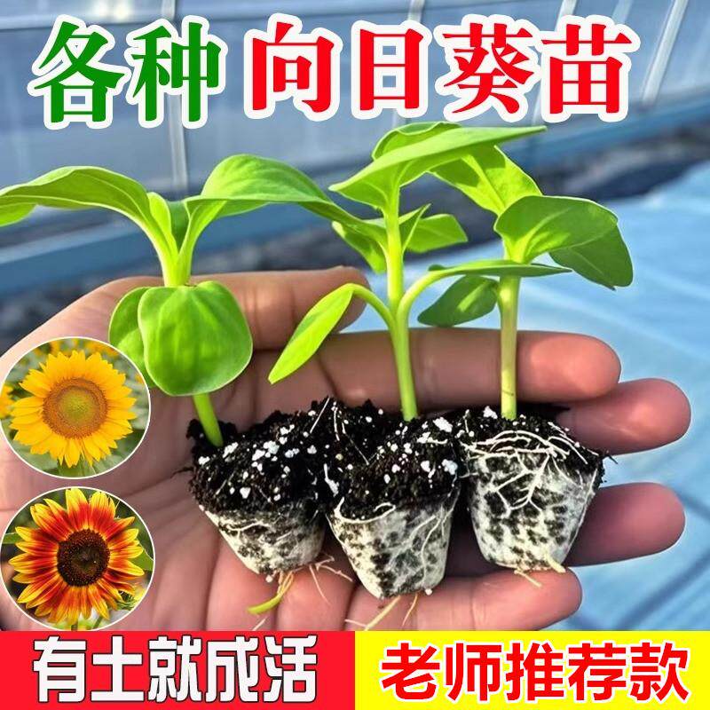 食用向日葵苗观赏向日葵盆栽高杆向日葵种子四季矮脚油葵种籽大全