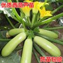 盆栽蔬菜种籽 高产早青西葫芦苗占瓜种子早熟抗病瓠瓜南瓜秧苗四季