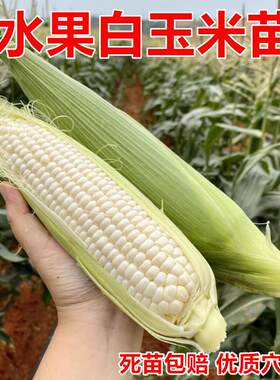 四季水果玉米苗白糯玉米种子矮杆