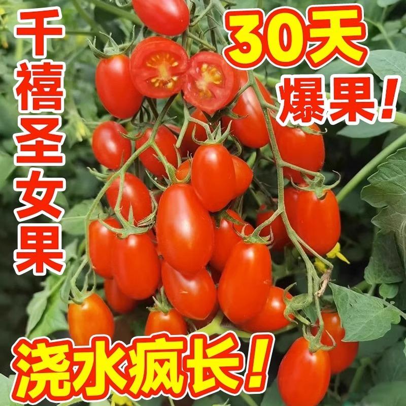 圣女果苗秧苗盆栽矮生小番茄苗西红柿苗南方阳台水果蔬菜种子幼苗