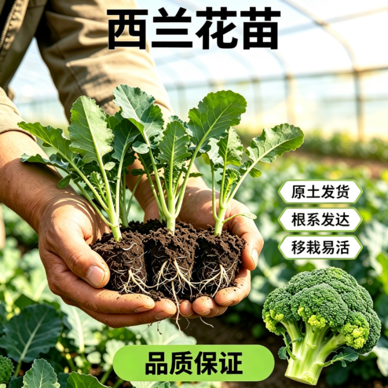 秋冬西蓝花阳台盆栽蔬菜苗种子图片