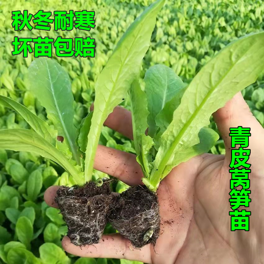 蔬菜苗莴笋苗秋冬耐寒秧苗芹菜莴苣苗花菜西兰花甘兰幼苗阳台盆栽