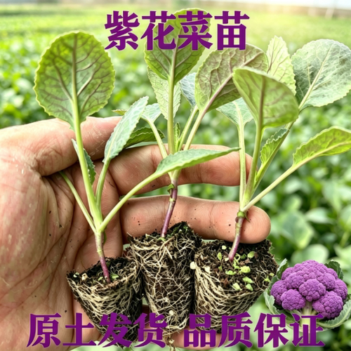 秋冬季紫花菜苗西兰花绿甘蓝包菜