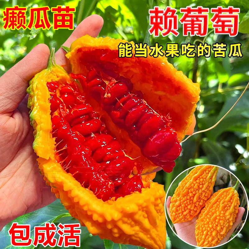 赖葡萄水果苦瓜苗秧小癞瓜金铃子赖瓜种籽盆栽四季播蔬菜种苗孑